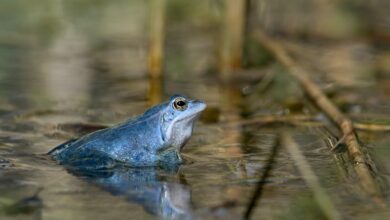Żaba_moczarowa_samiec_w_szacie_godowej