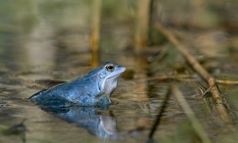 Żaba_moczarowa_samiec_w_szacie_godowej