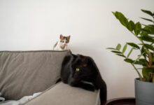 materiał na narożnik