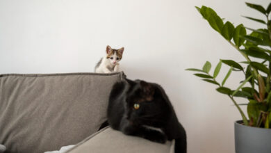 materiał na narożnik