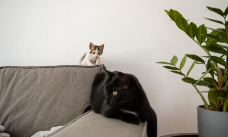 materiał na narożnik