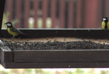 Ptaki, karmnik, karmik, sikorki