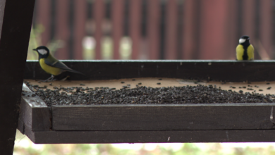 Ptaki, karmnik, karmik, sikorki