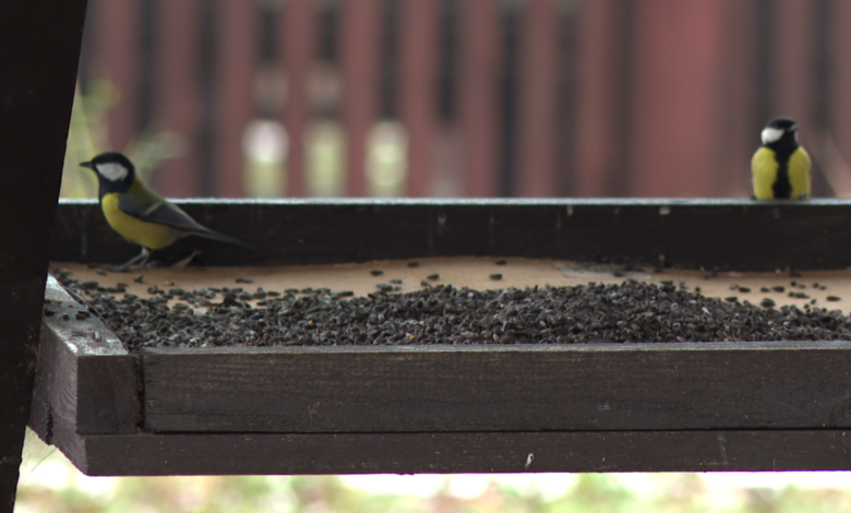 Ptaki, karmnik, karmik, sikorki