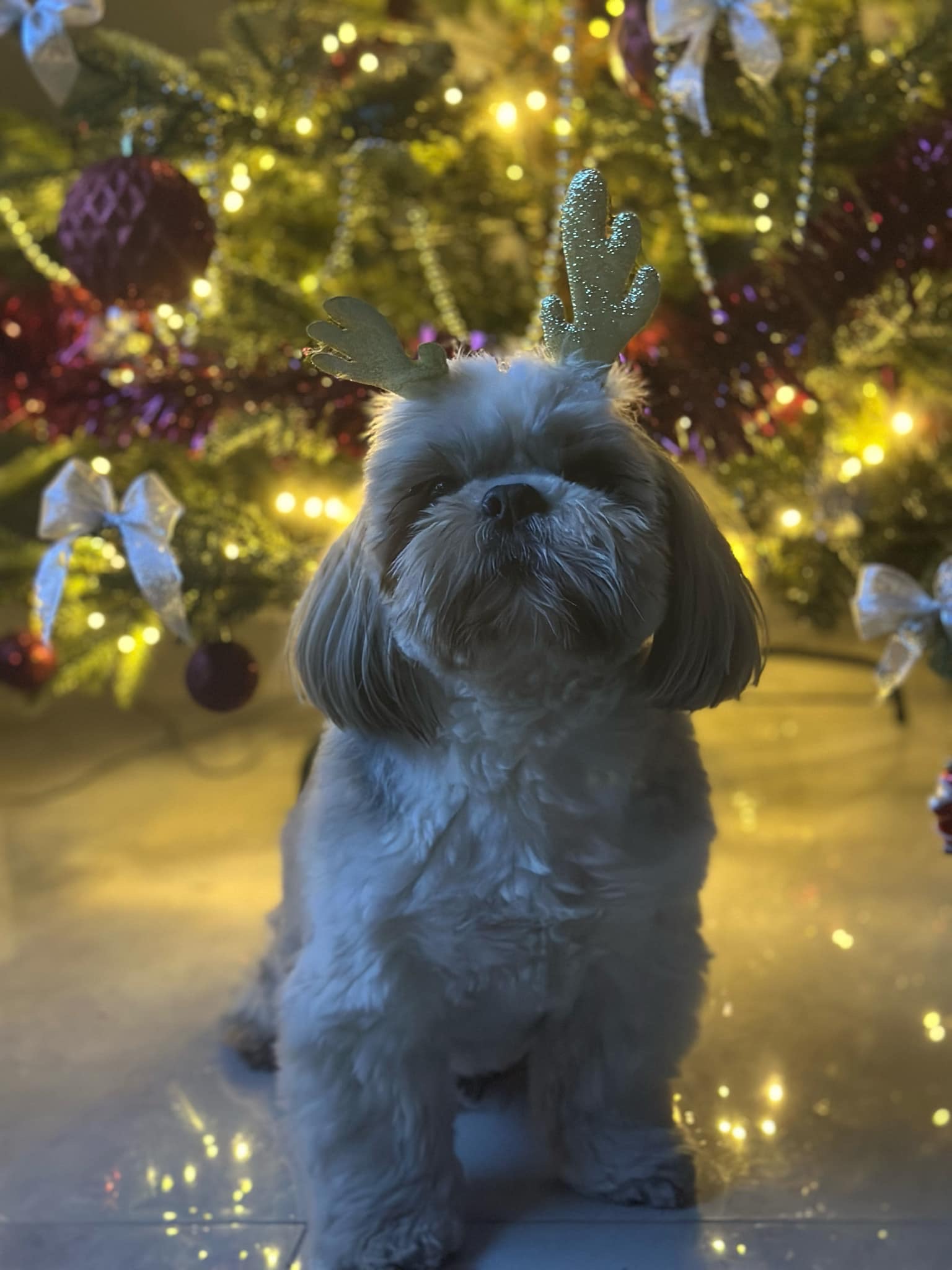 Poradnik: Jak zadbać o zwierzę w sylwestrową noc?