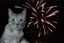 zwierzęta w sylwestra