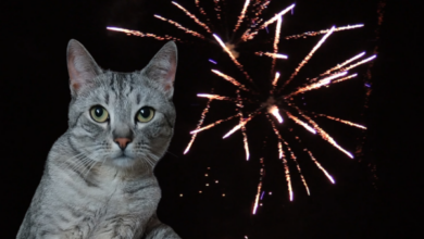 zwierzęta w sylwestra