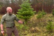 choinki, choinkobranie, iglaki, las, nadleśnictwo siewierz