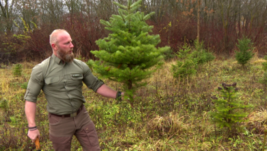 choinki, choinkobranie, iglaki, las, nadleśnictwo siewierz