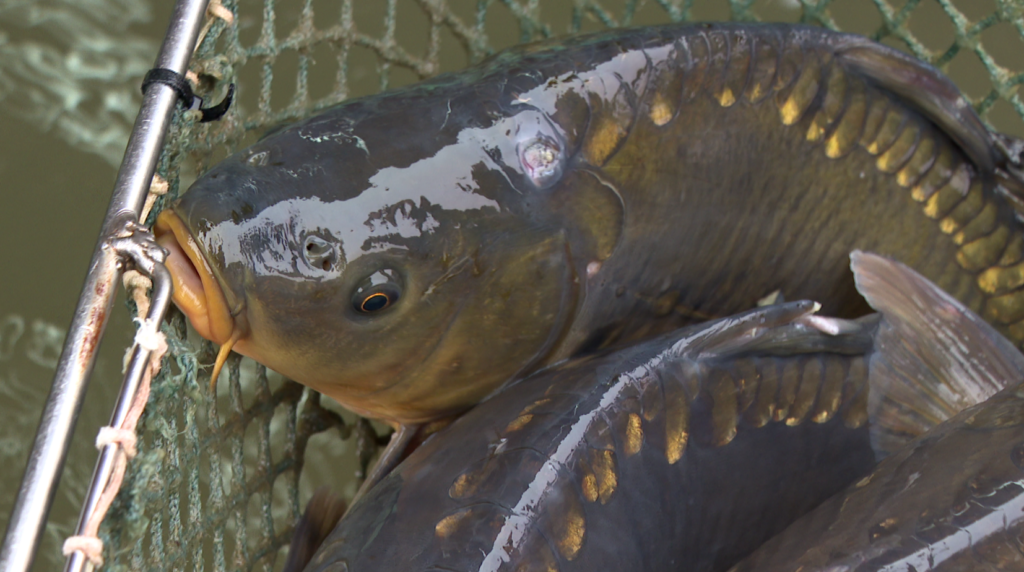 Karp: Król wigilijnego stołu