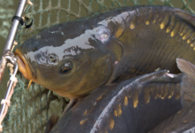 karp, łowienie, wędkowanie, wędkarze