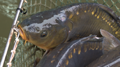 karp, łowienie, wędkowanie, wędkarze