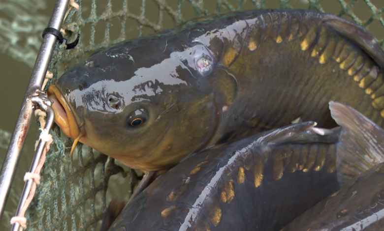 karp, łowienie, wędkowanie, wędkarze