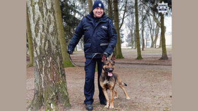 pies tropiący, policja, Wafel