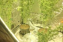 policja, hodowla, marihuana