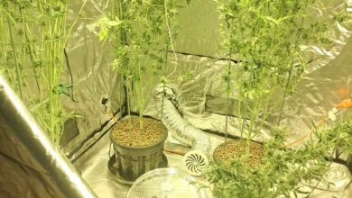 policja, hodowla, marihuana