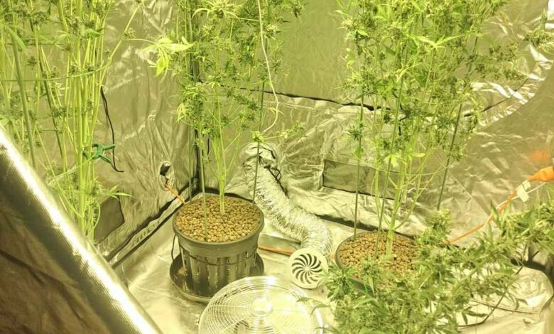 policja, hodowla, marihuana