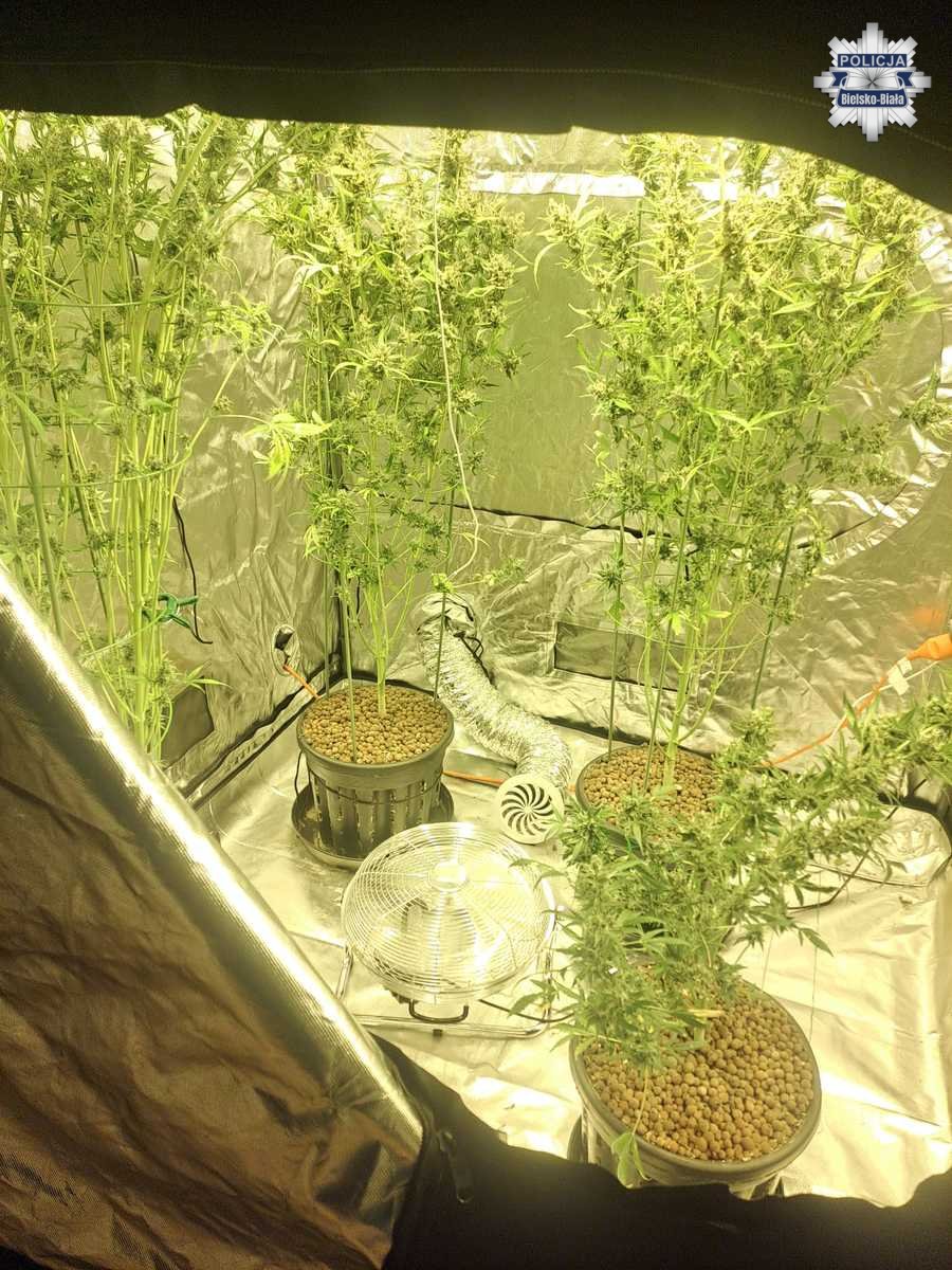 Bielsko-Biała: policja zabezpieczyła ponad 5 kilogramów narkotyków