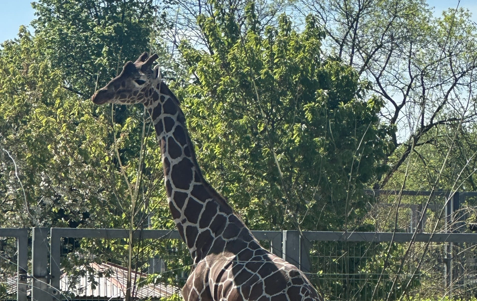 Nie żyje Iroko ze Śląskiego Zoo