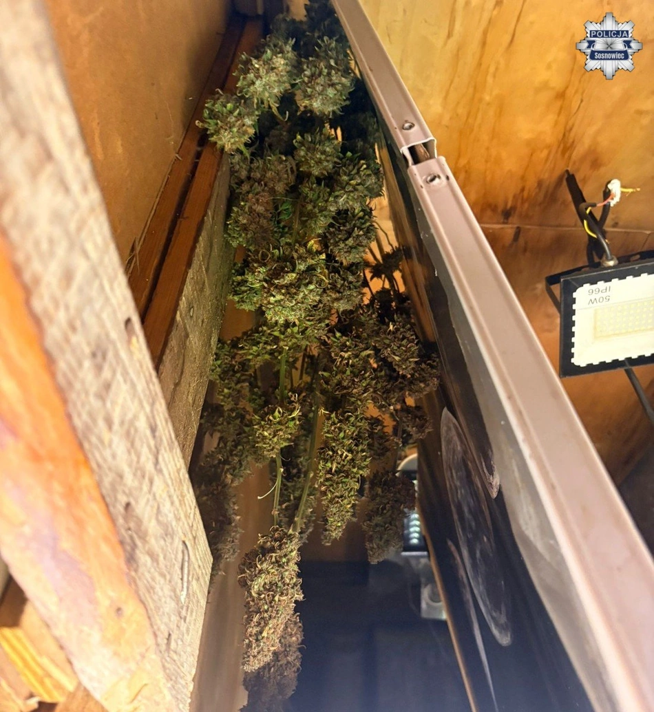 marihuana konopie