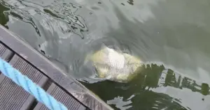 Zakaz kąpieli na Paprocanach. Konflikt flagi z tablicą i śnięte ryby