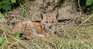 W Śląskim ZOO urodziły się dwa rysie. Mogą zasilić dziką populację
