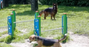 Będą kolejne wybiegi dla psów w Katowicach