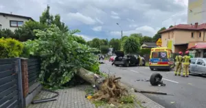 Siłą uderzenia wyrwał przydrożne drzewo!