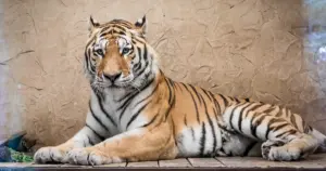 Dzień Tygrysa w Śląskim ZOO