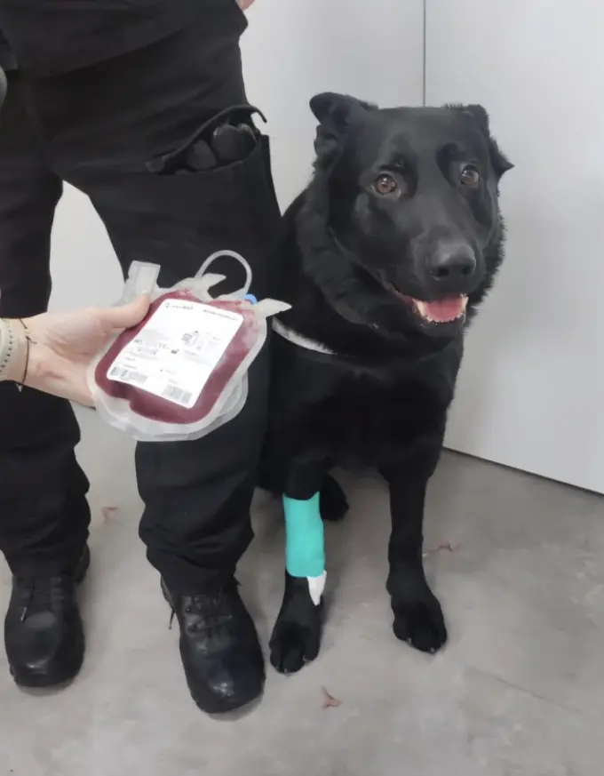 Na katowickim Rynku patroluje Vader. Czworonożny strażnik pilnuje porządku w centrum miasta