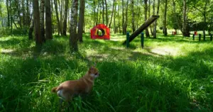 W Katowicach przybędzie wybiegów dla psów! Kolejne powstaną w dwóch dzielnicach