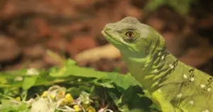 Terraria, gady i warsztaty - Dzień Jaszczurki w Śląskim ZOO
