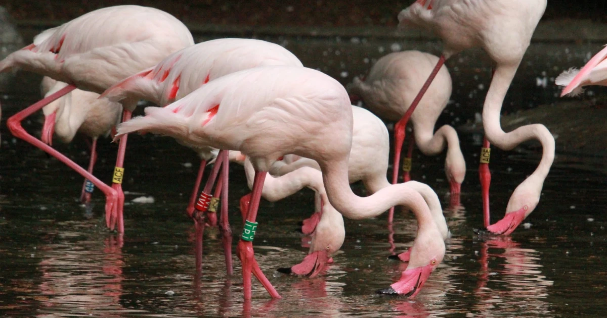 flamingi