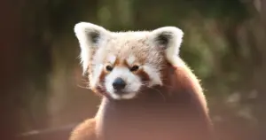 Nie żyje Ping, panda ruda ze Śląskiego ZOO. Miał 12 lat