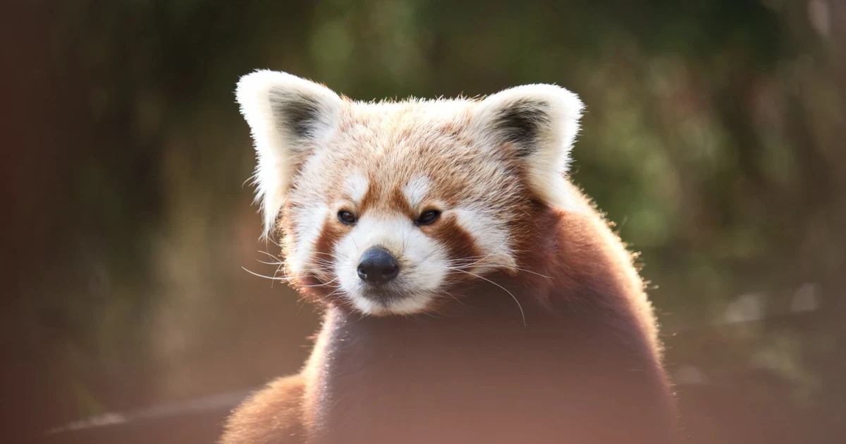 śląskie zoo