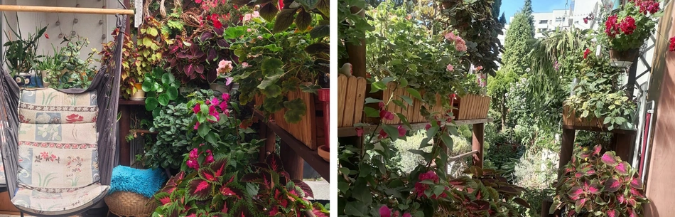 mój kwitnący balkon