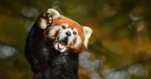 Dzień Pandy Rudej w Śląskim ZOO