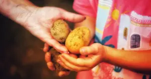 Dzień Kartofla w chorzowskim skansenie. Tradycje, smak pieczonek i wykopki już 20 września