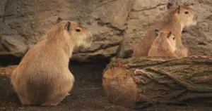 Jesień zawitała do ZOO! Zmiana godzin otwarcia i karmienia
