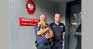 Przywiązali go do drzewa w lesie i odjechali. Przerażony psiak uratowany w Rybniku