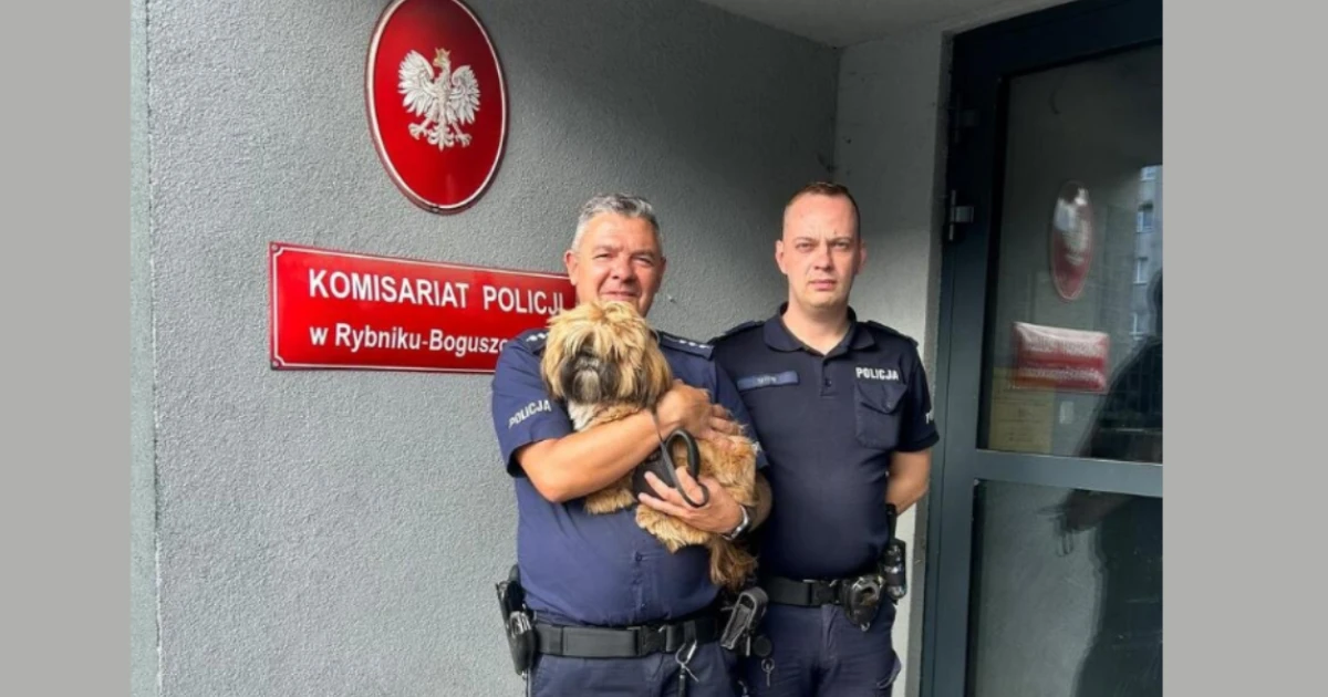 Przywiązali psa do drzewa