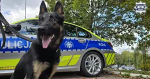 Zorro dołącza do katowickiej policji. Owczarek niemiecki rusza na patrole