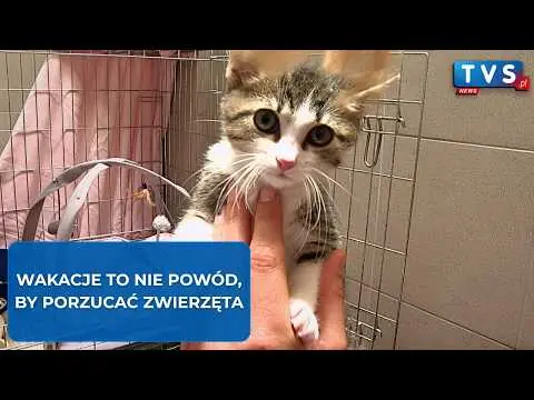 Obrazek YouTube: Pełne miski to nie wszystko...