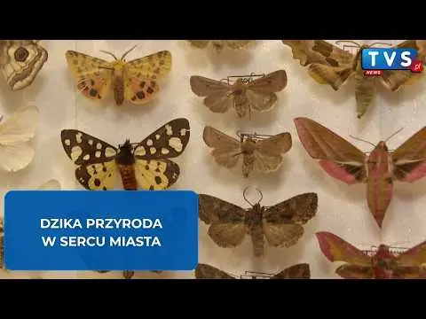 Obrazek YouTube: Dzika przyroda w środku miasta