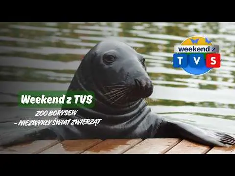 Obrazek YouTube: Weekend z TVS | Zoo Borysew - niezwykły świat zwierząt | Zwierzęce przyjaźnie i niezwykłe więzi 🦦🦙