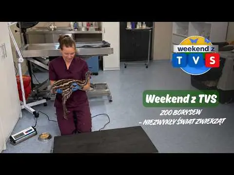 Obrazek YouTube: Weekend z TVS | Zoo Borysew - niezwykły świat zwierząt | Jak wygląda praca weterynarza w zoo?