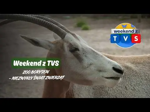 Obrazek YouTube: Weekend z TVS | Zoo Borysew - niezwykły świat zwierząt | Ocalić przed wyginięciem