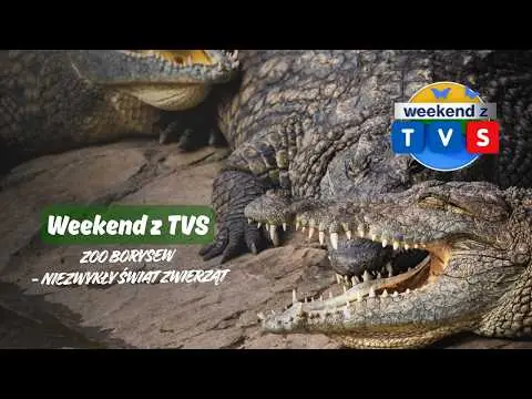 Obrazek YouTube: Weekend z TVS | Zoo Borysew - niezwykły świat zwierząt | Czy zwierzęta mają charakter? 🐾❤️