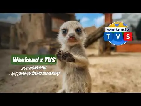 Obrazek YouTube: Weekend z TVS | Zoo Borysew - niezwykły świat zwierząt | cz. 1 Baby boom 🐾
