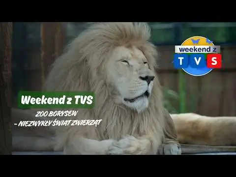 Obrazek YouTube: Weekend z TVS | Zoo Borysew - niezwykły świat zwierząt | Zoo Borysew kończy 18 lat! 🎂🦁